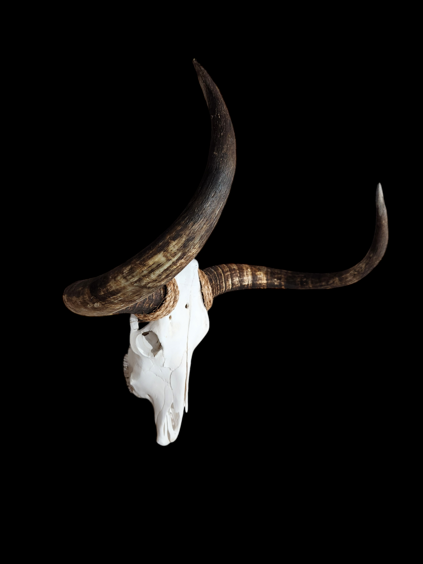 Cow Skull Texas Longhorn (2'9") A#45