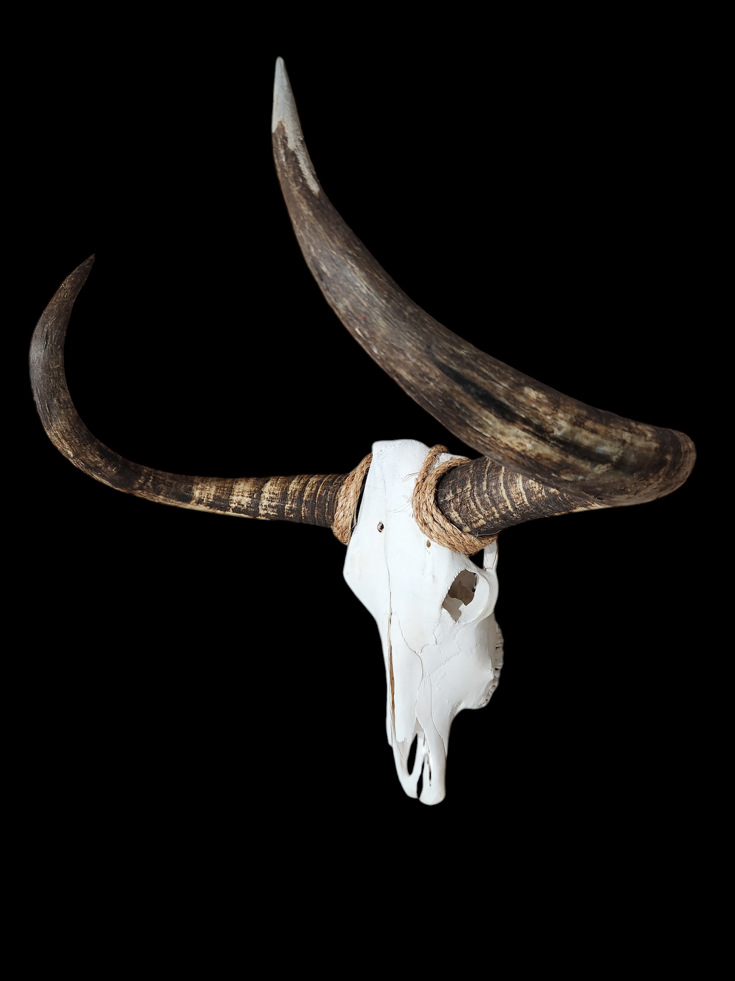 Cow Skull Texas Longhorn (2'9") A#45