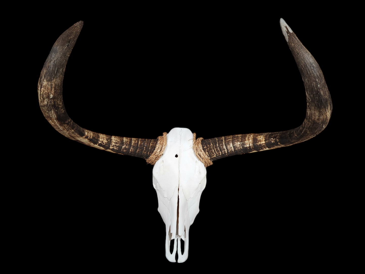 Cow Skull Texas Longhorn (2'9") A#45