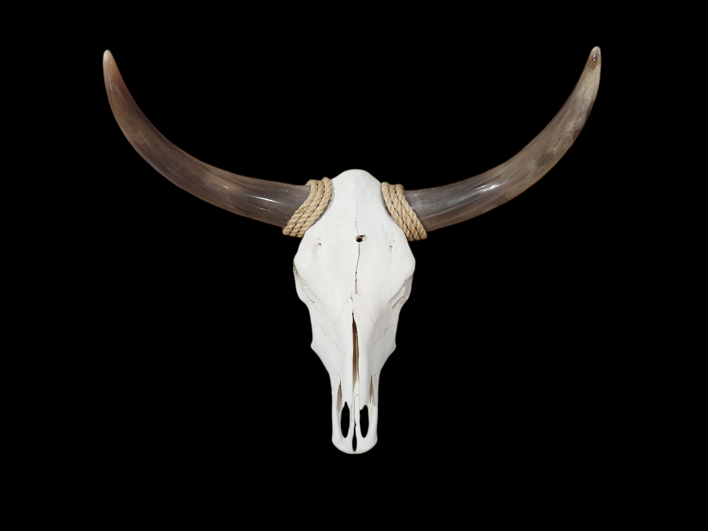 Cow Skull Texas Longhorn (2'1") A#31