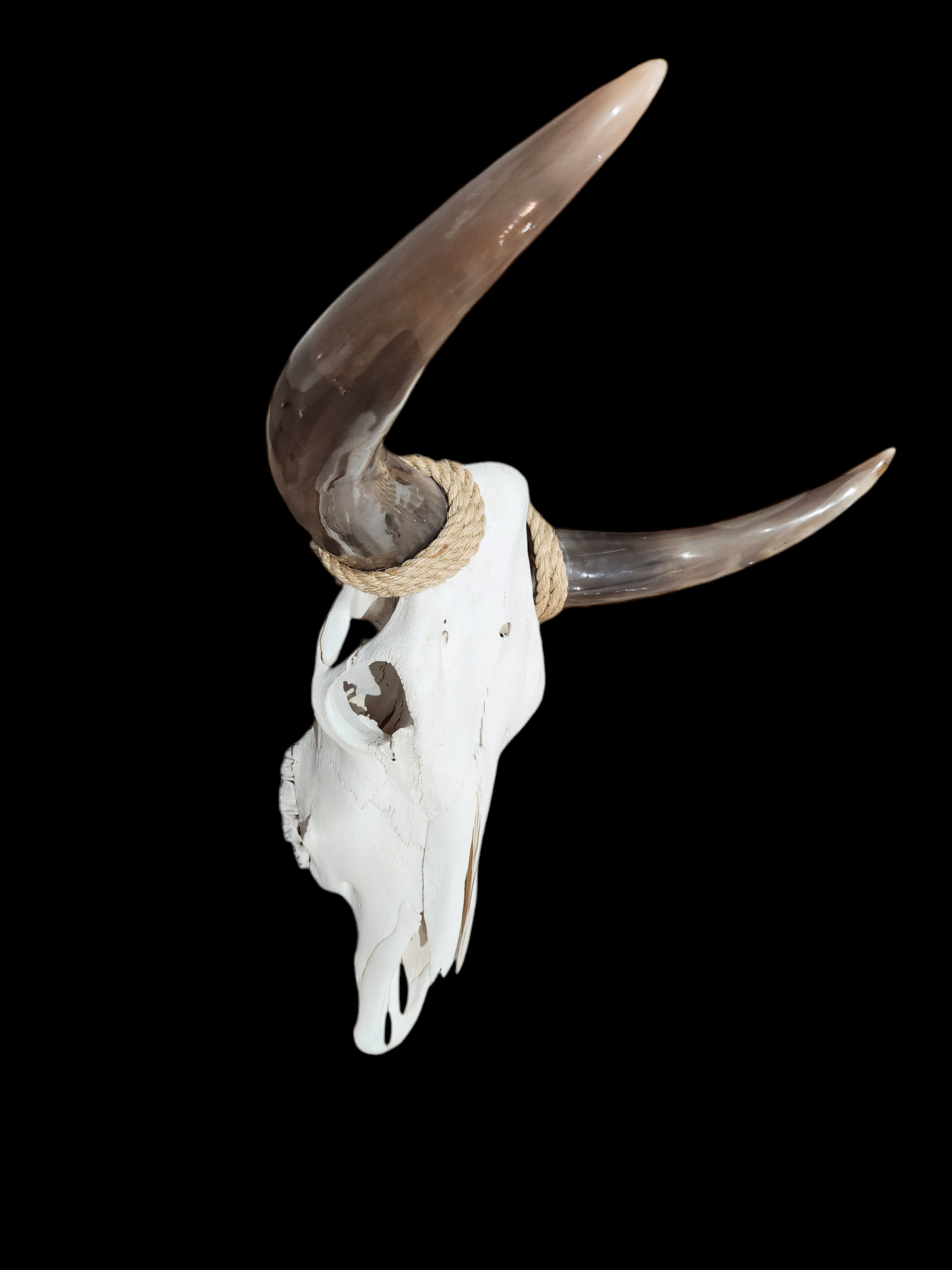 Cow Skull Texas Longhorn (2'1") A#31