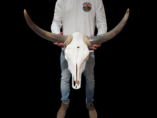 Crâne de vache Texas Longhorn (2'3") A#05