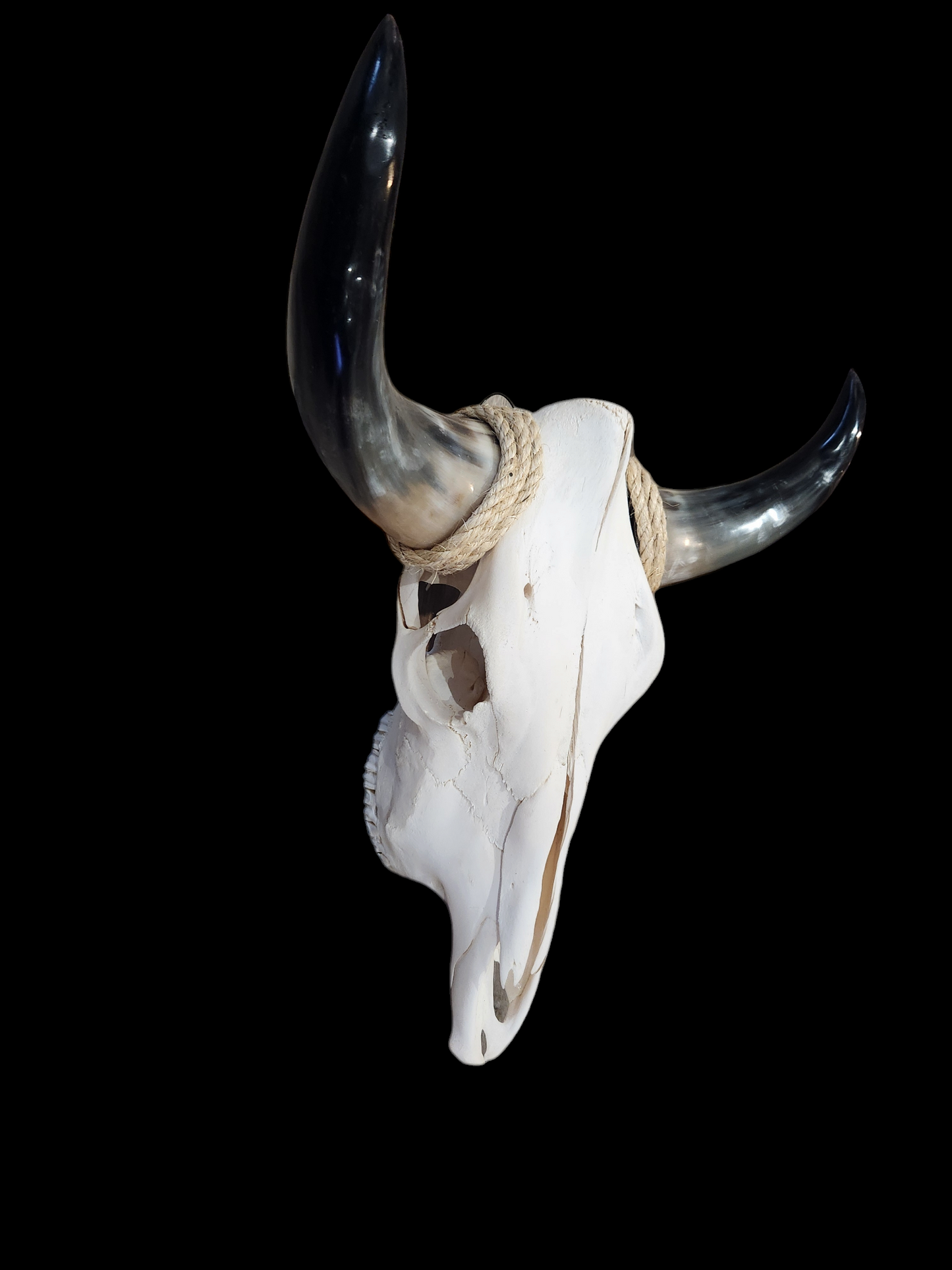 Cow Skull Texas Longhorn (1'10") A#32