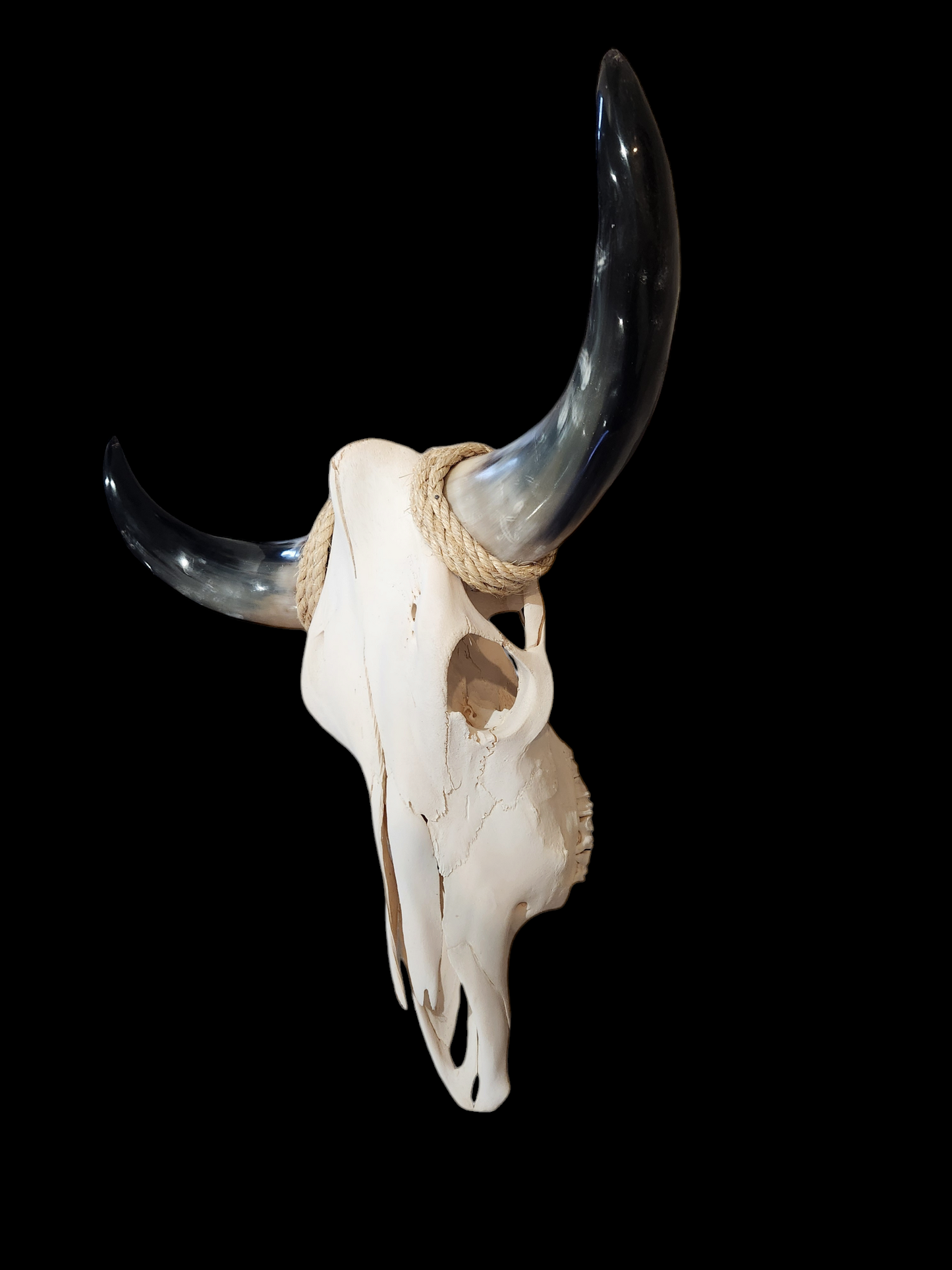 Cow Skull Texas Longhorn (1'10") A#32