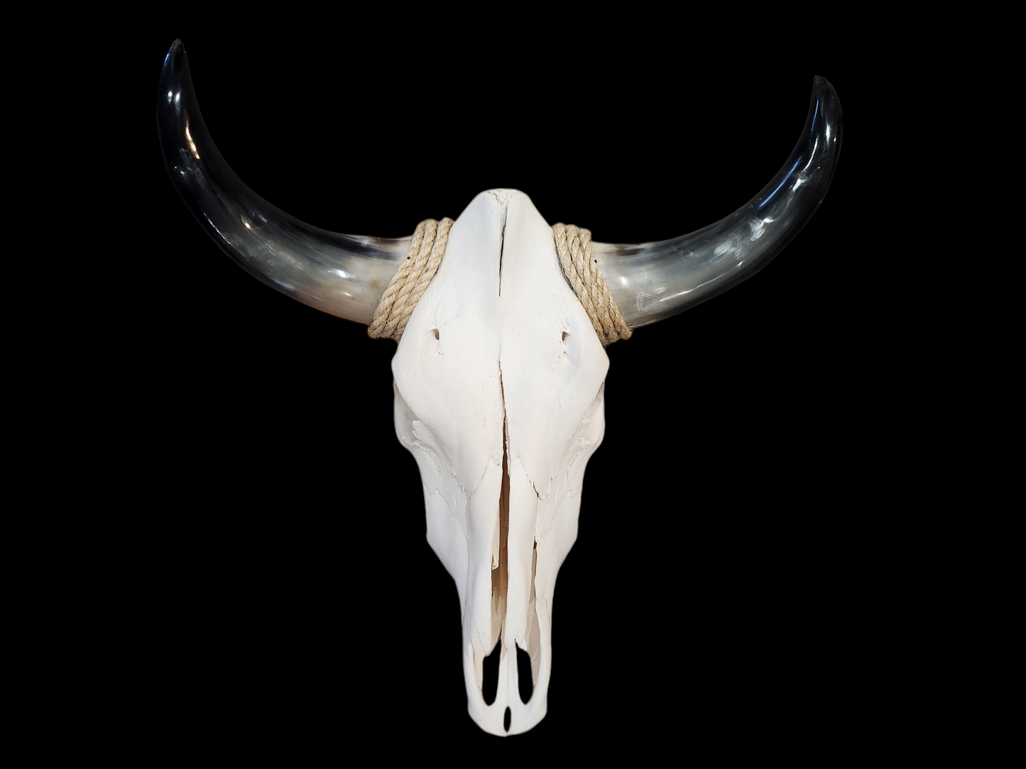 Cow Skull Texas Longhorn (1'10") A#32