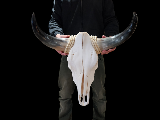 Crâne de vache Texas Longhorn (3'2") A#13