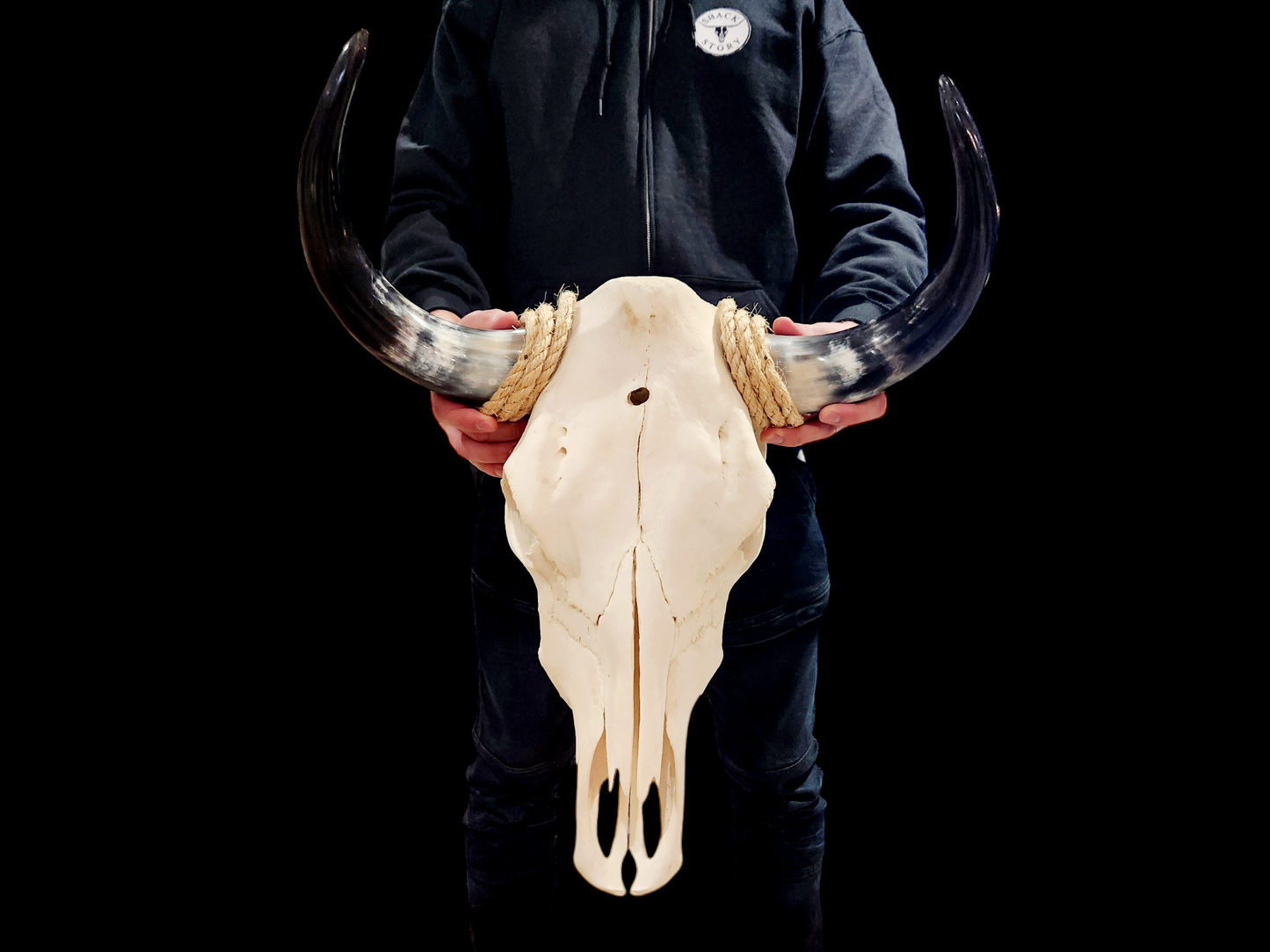 Cow Skull Texas Longhorn (1'7") A#34