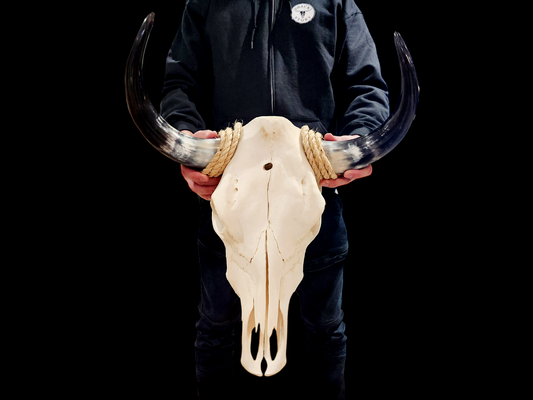 Cow Skull Texas Longhorn (1'7") A#34