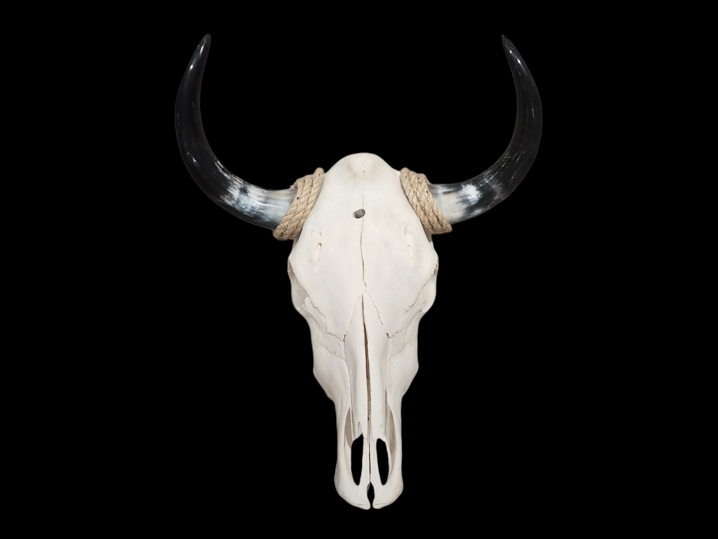 Cow Skull Texas Longhorn (1'7") A#34