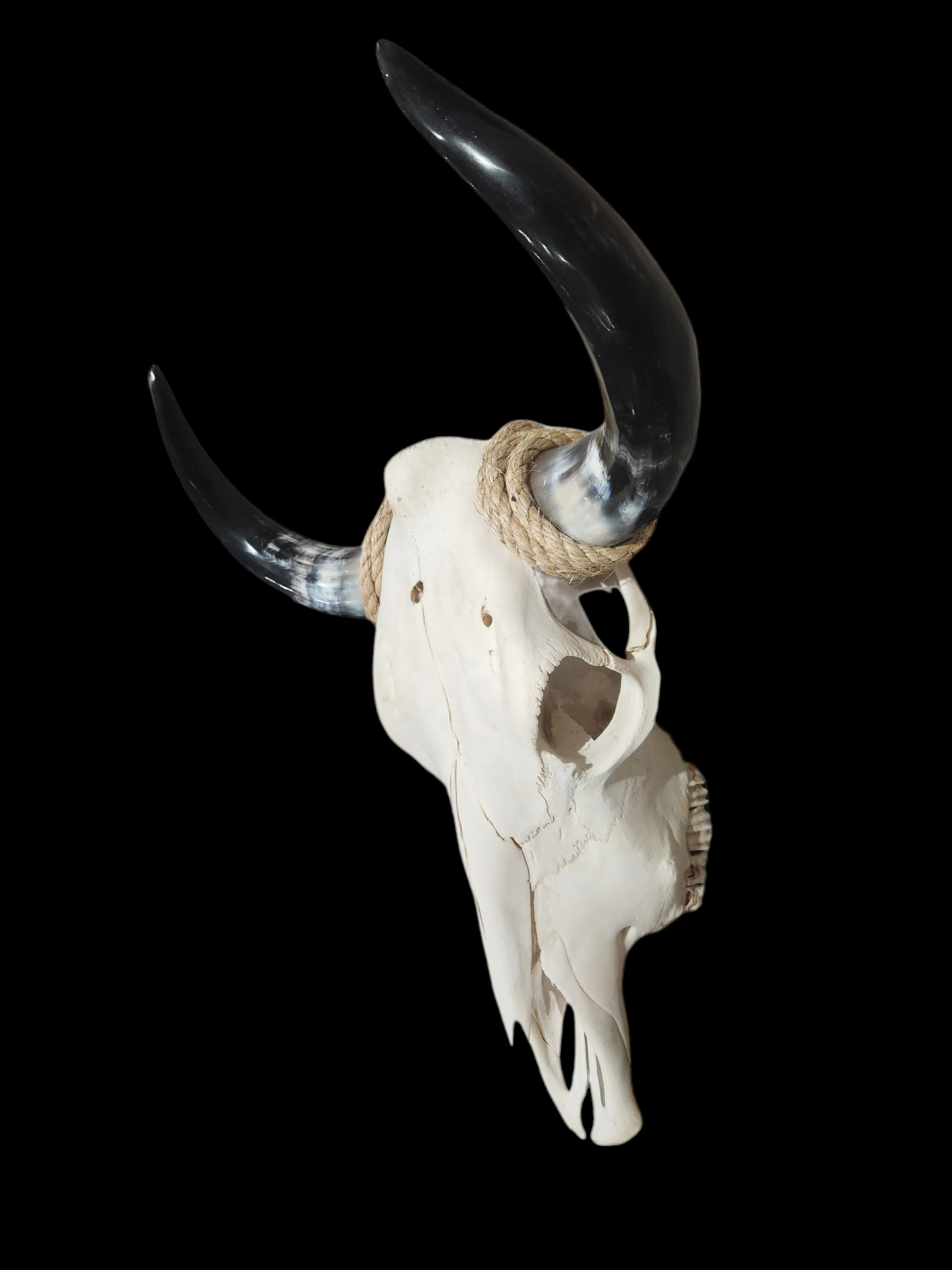 Cow Skull Texas Longhorn (1'7") A#34