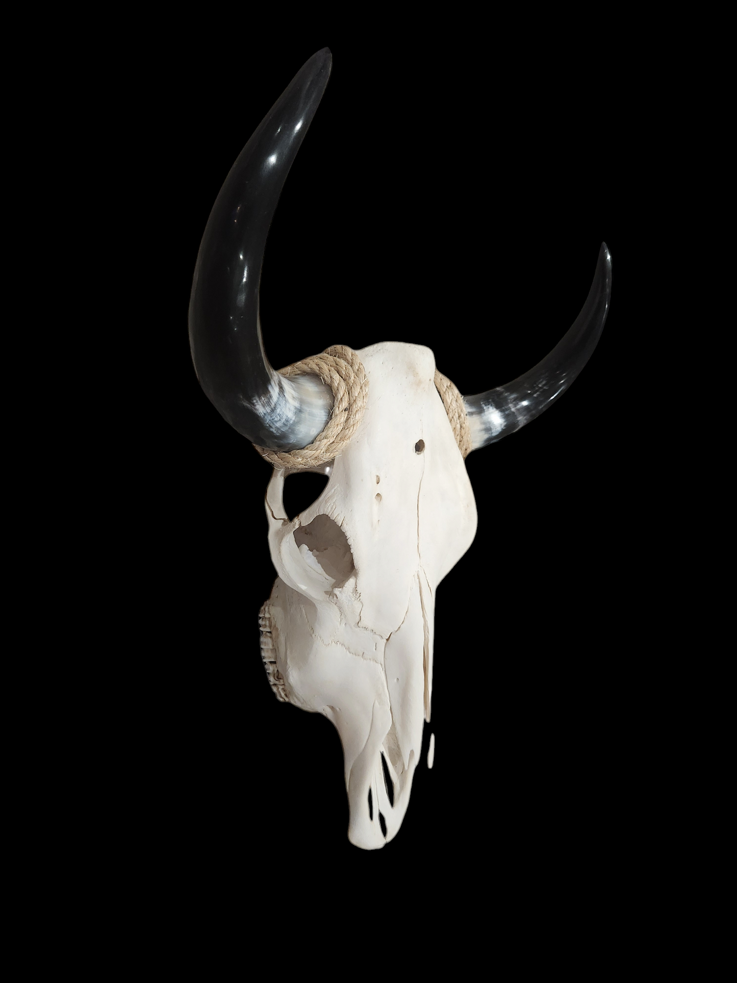 Cow Skull Texas Longhorn (1'7") A#34