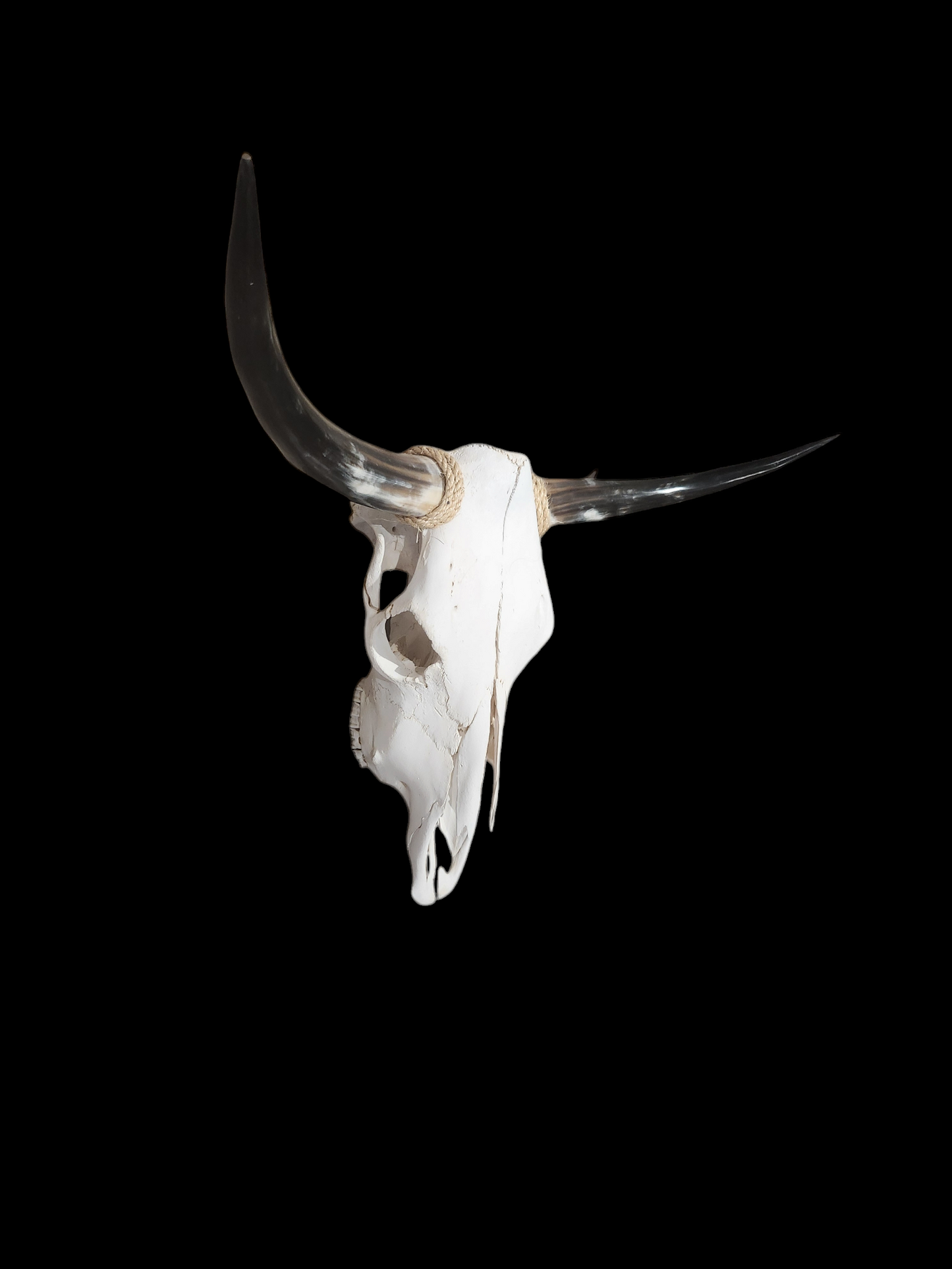 Cow Skull Texas Longhorn (2'10") A#35