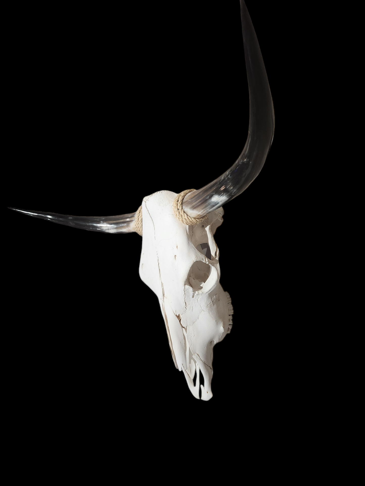 Cow Skull Texas Longhorn (2'10") A#35