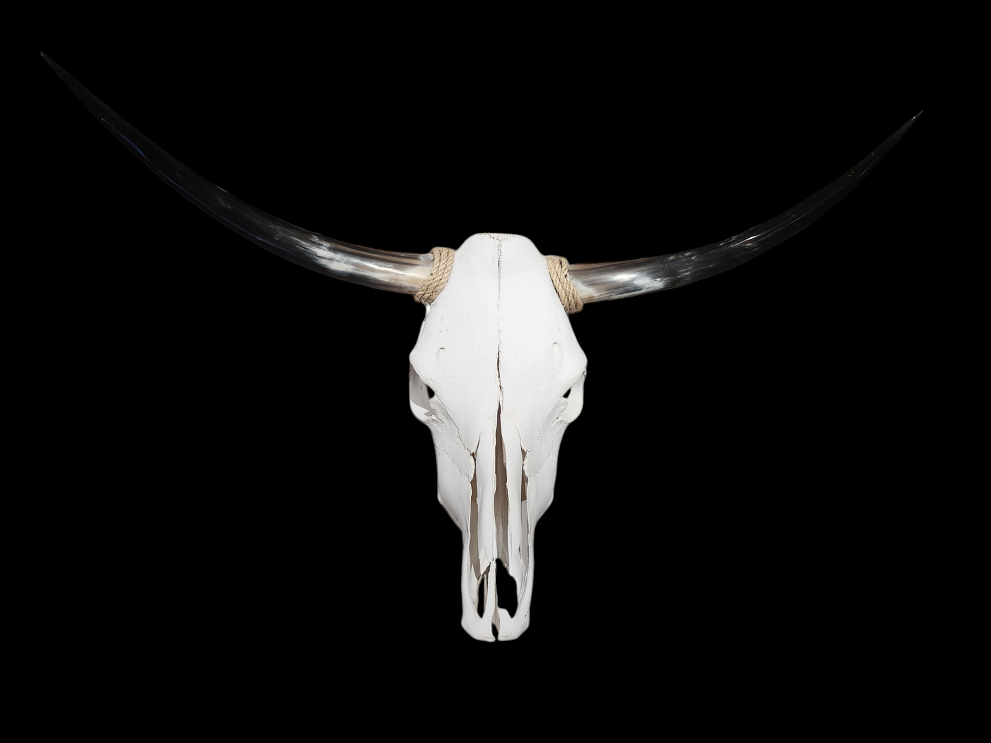 Cow Skull Texas Longhorn (2'10") A#35