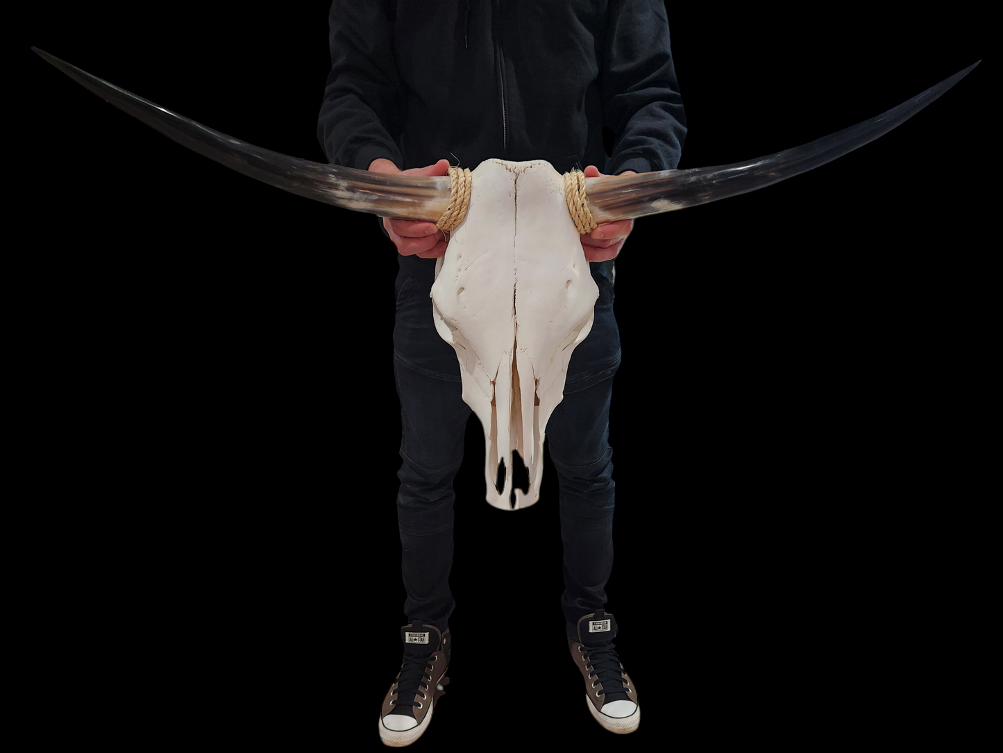 Cow Skull Texas Longhorn (2'10") A#35