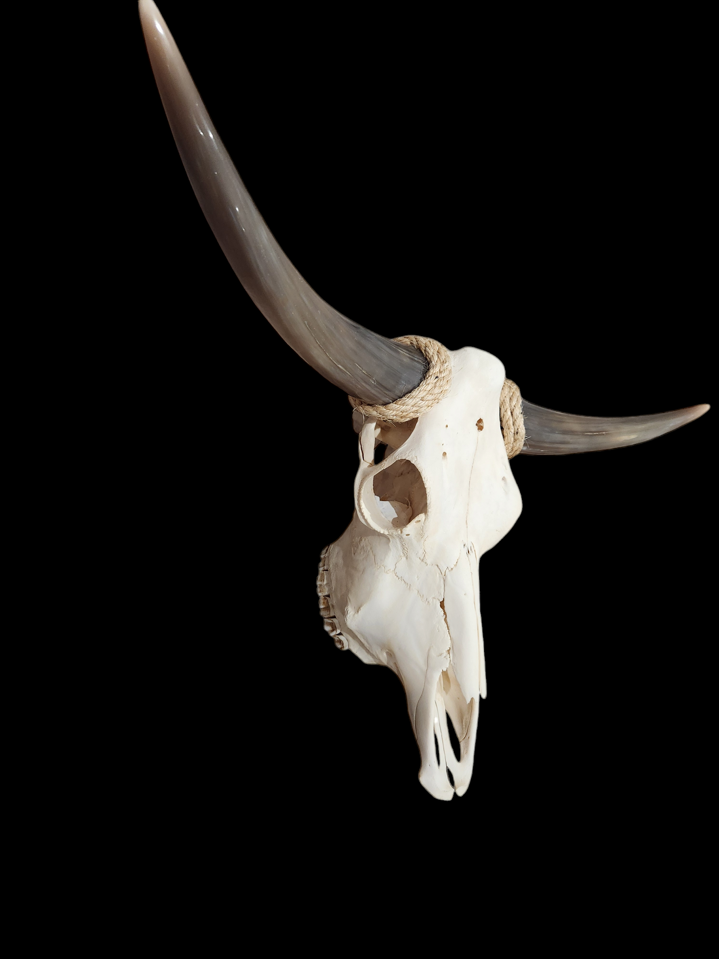 Cow Skull Texas Longhorn (3') A#37