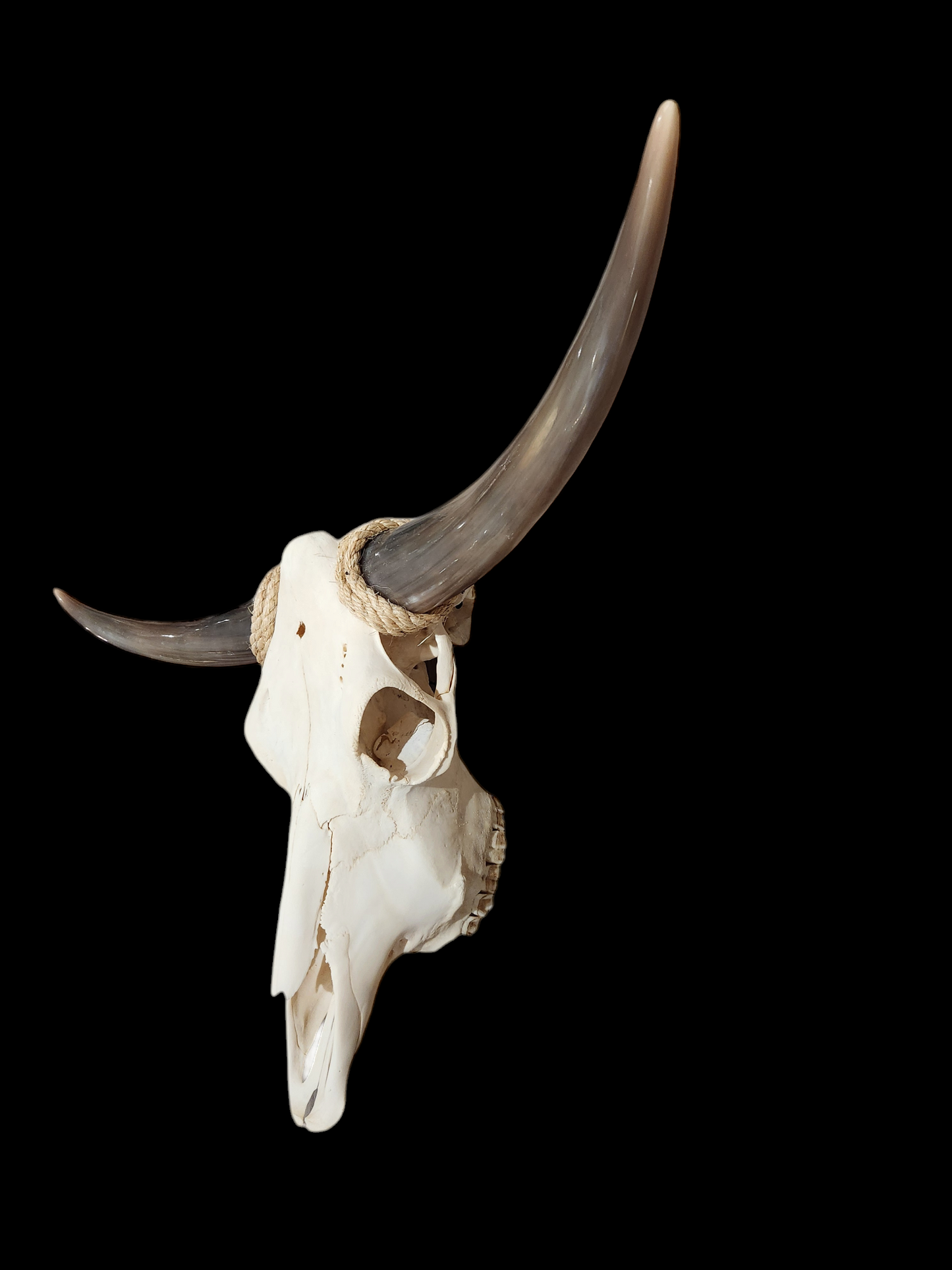 Cow Skull Texas Longhorn (3') A#37