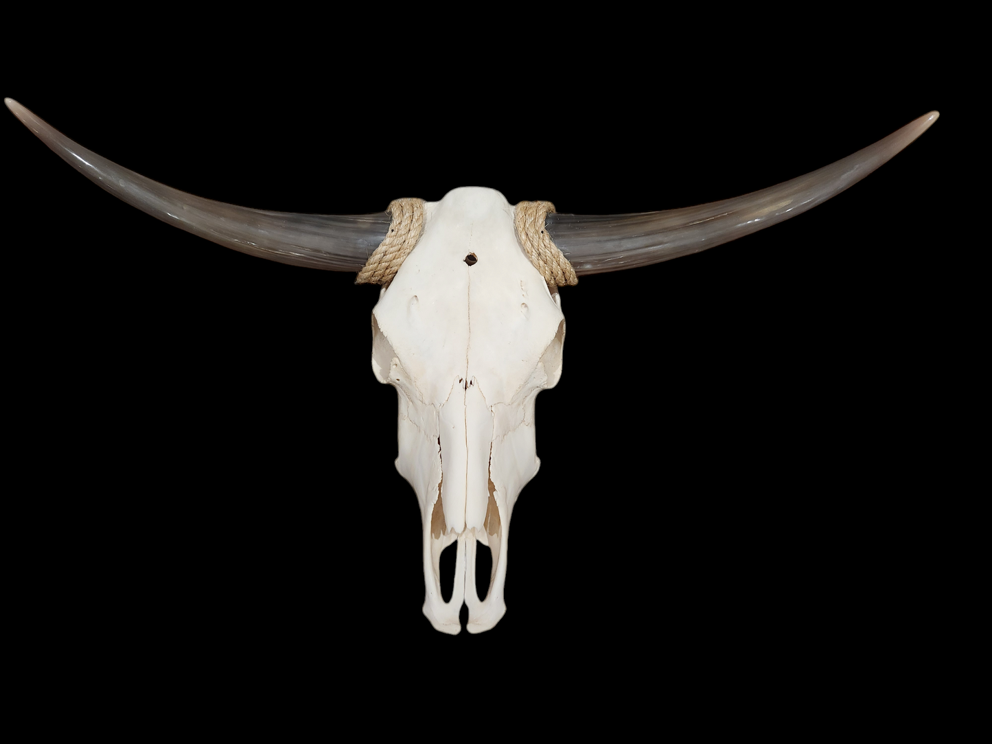 Cow Skull Texas Longhorn (3') A#37