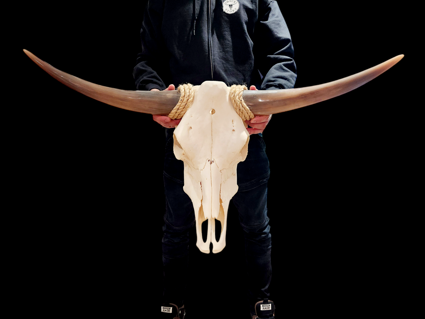 Cow Skull Texas Longhorn (3') A#37