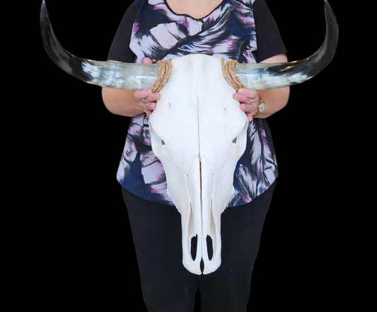 Cow Skull Texas Longhorn (1'7") A#43