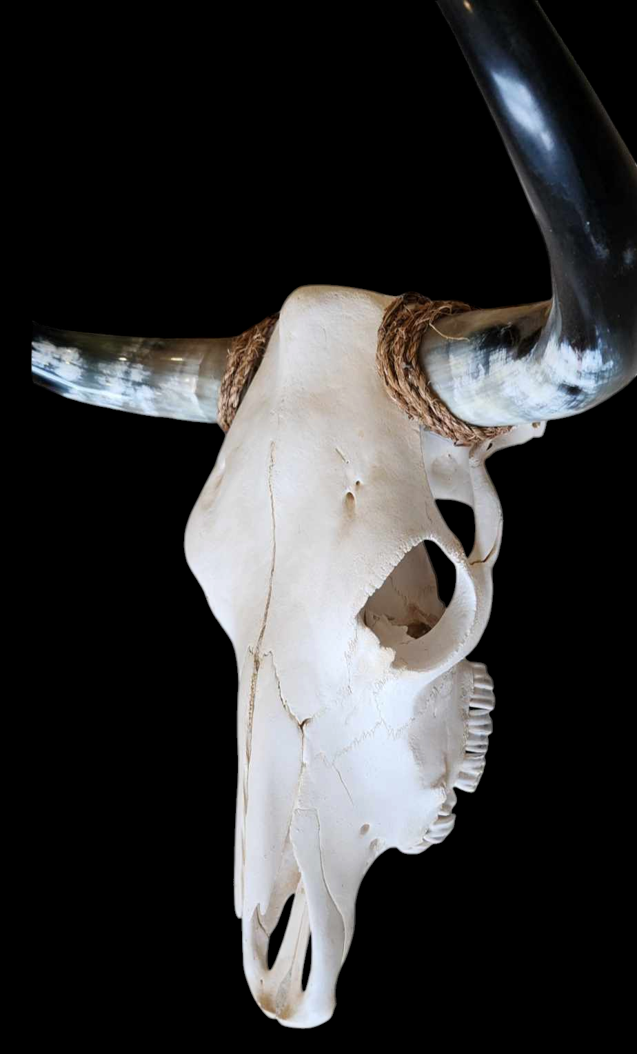 Cow Skull Texas Longhorn (1'7") A#43