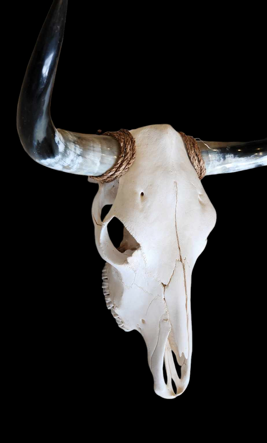 Cow Skull Texas Longhorn (1'7") A#43