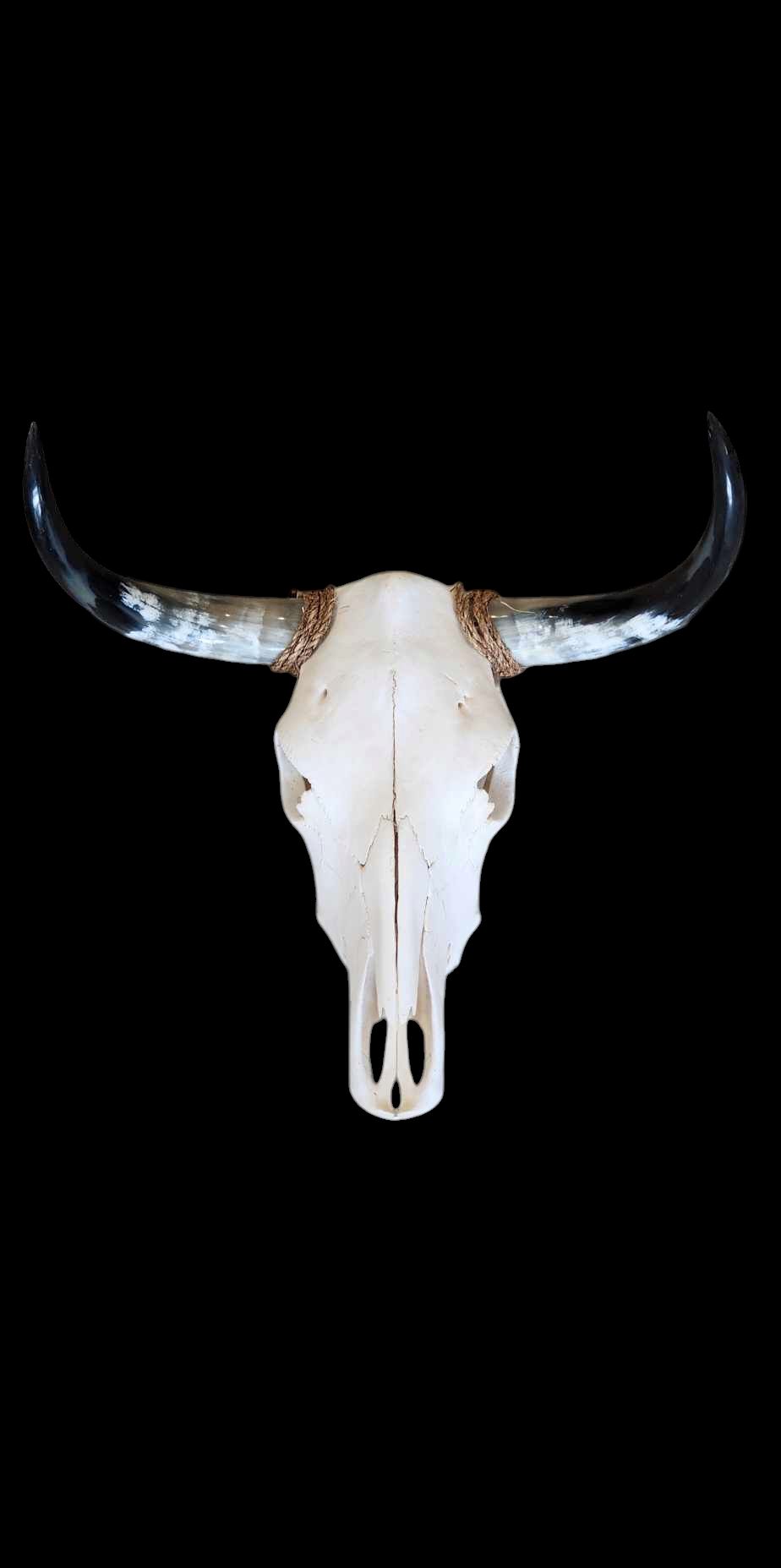 Cow Skull Texas Longhorn (1'7") A#43