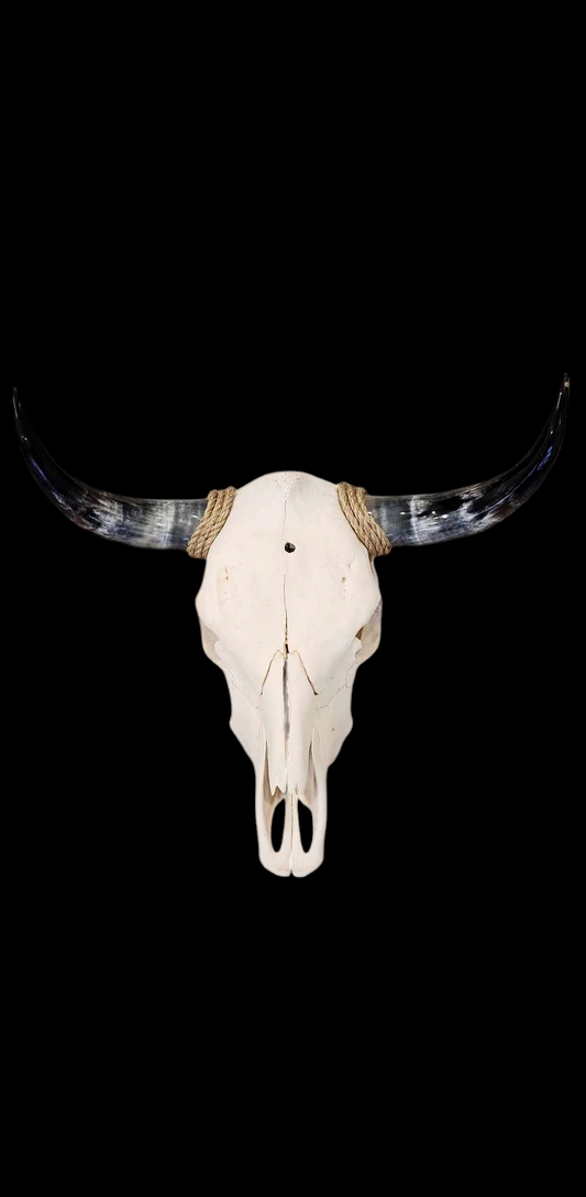 Crâne de vache Texas Longhorn (3'3") A#15