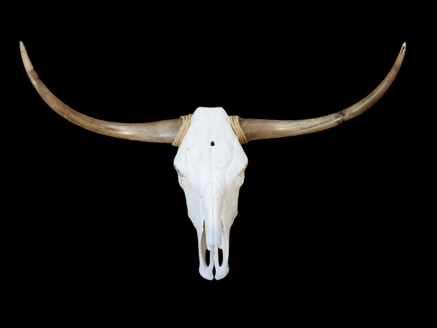 Cow Skull Texas Longhorn (3'4") A#11