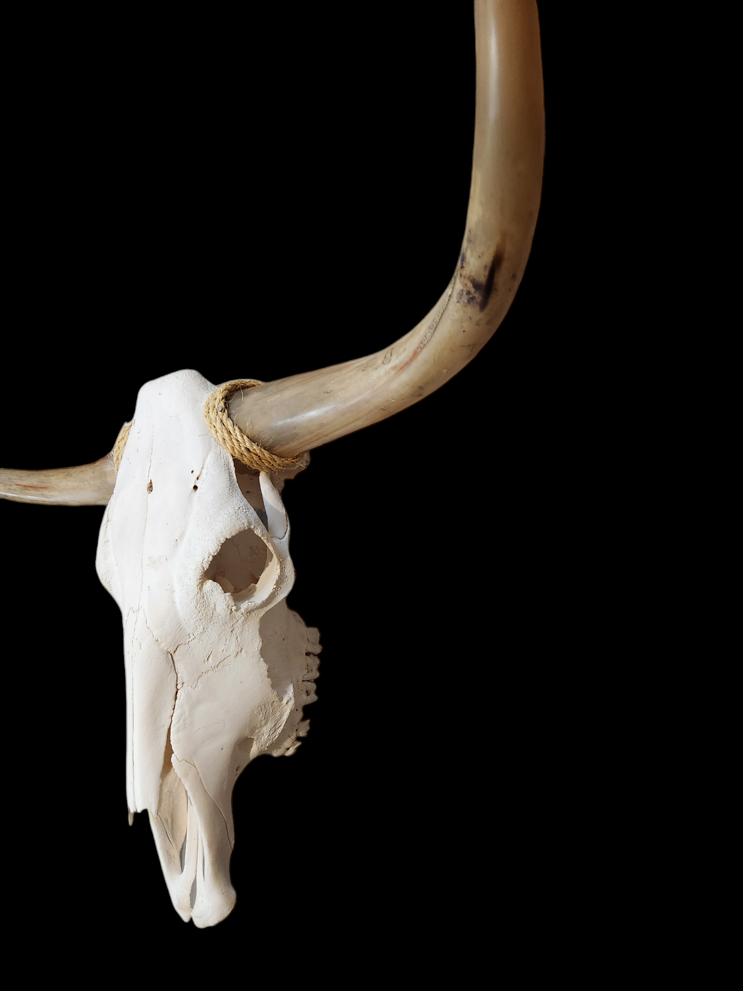 Cow Skull Texas Longhorn (3'4") A#11