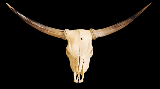 Crâne de vache Texas Longhorn (1'10") A#12