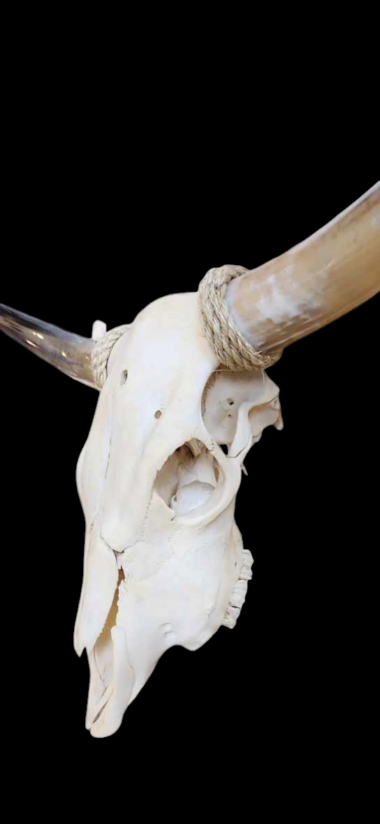 Cow Skull Texas Longhorn (3'4") A#41