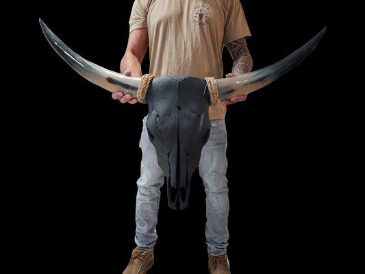 Cow Skull Texas Longhorn (3'2") A#60