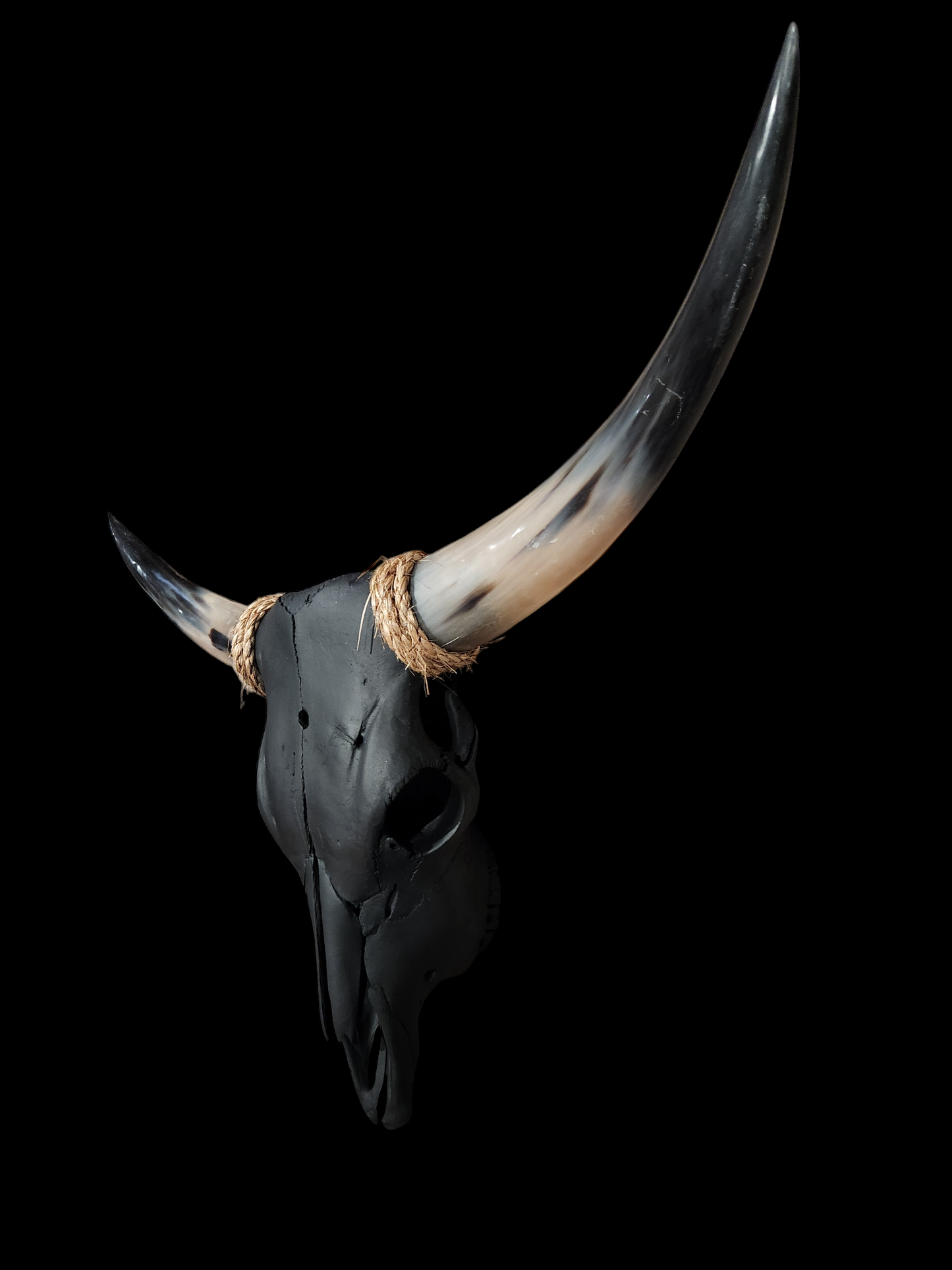 Cow Skull Texas Longhorn (3'2") A#60