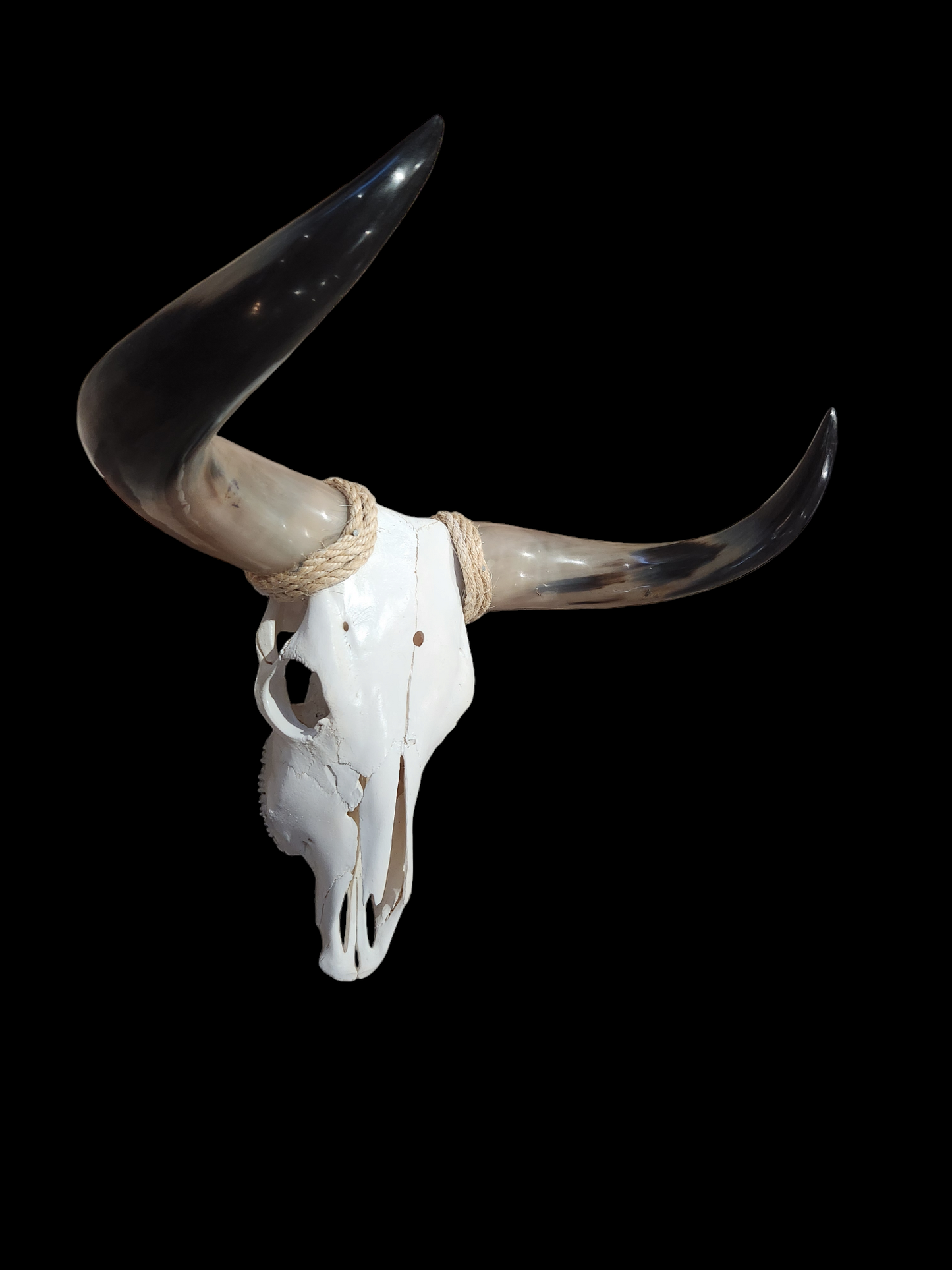 Cow Skull Texas Longhorn (2'5") A#21