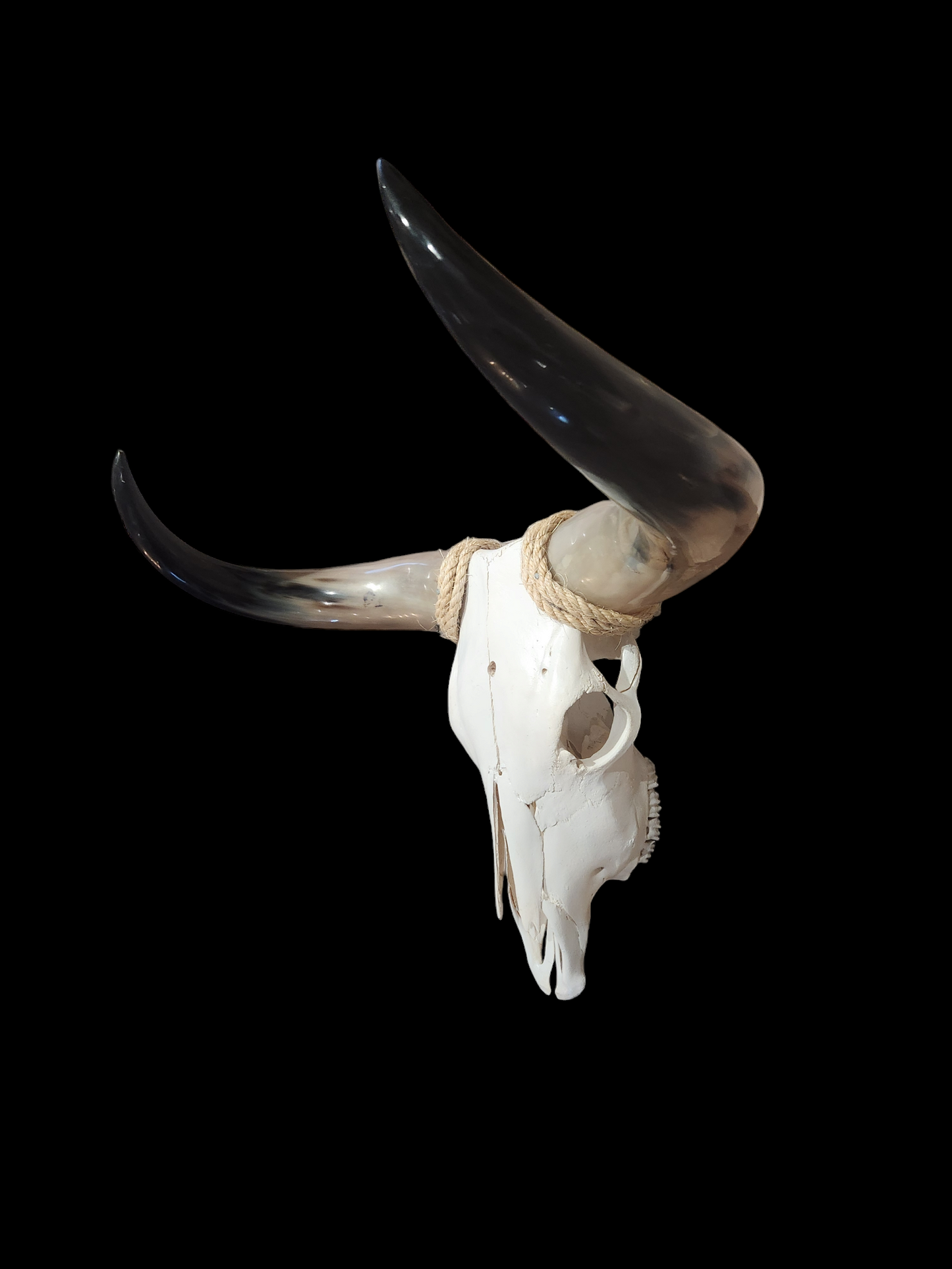 Cow Skull Texas Longhorn (2'5") A#21