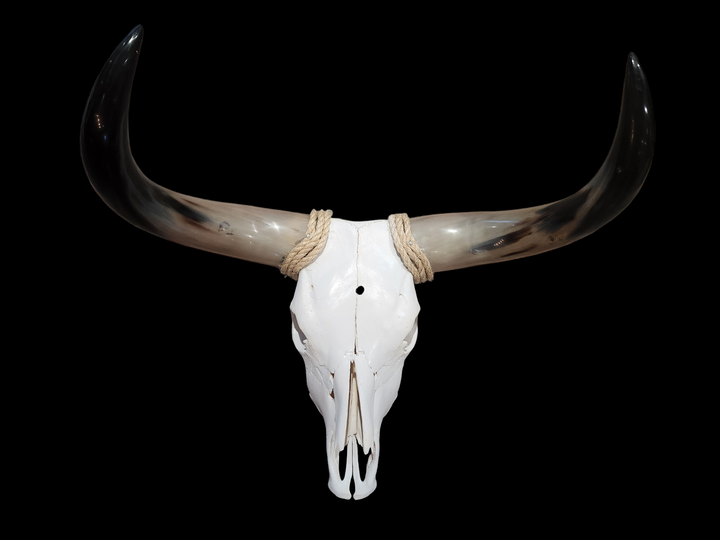 Cow Skull Texas Longhorn (2'5") A#21