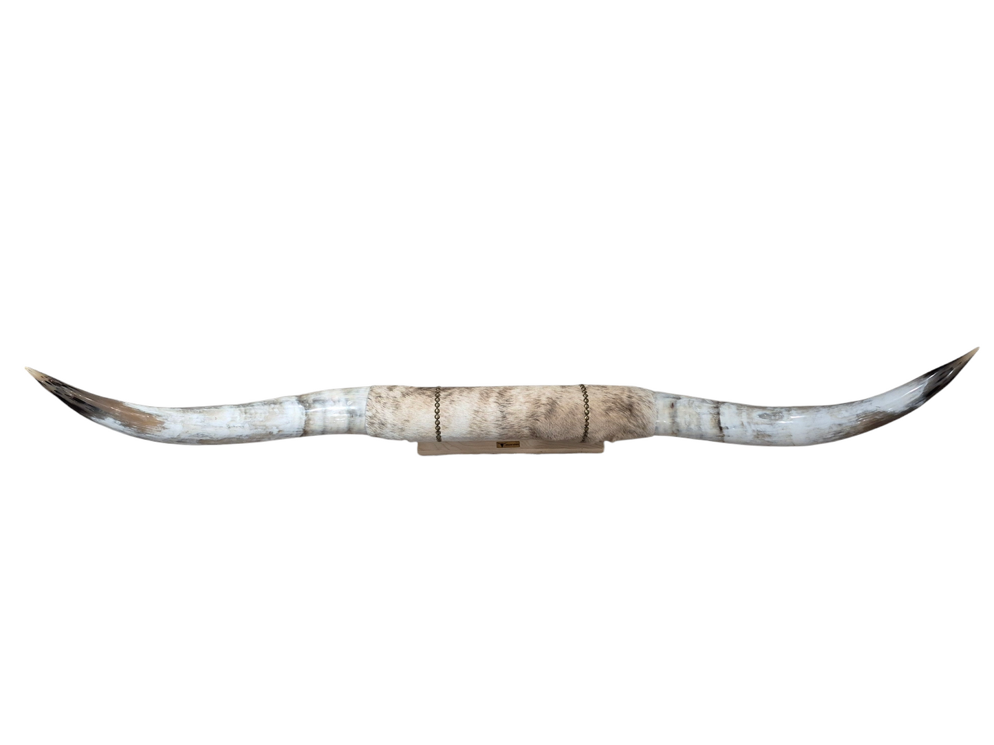 Mounted  Horns - Texas Longhorn (5'5") C#22