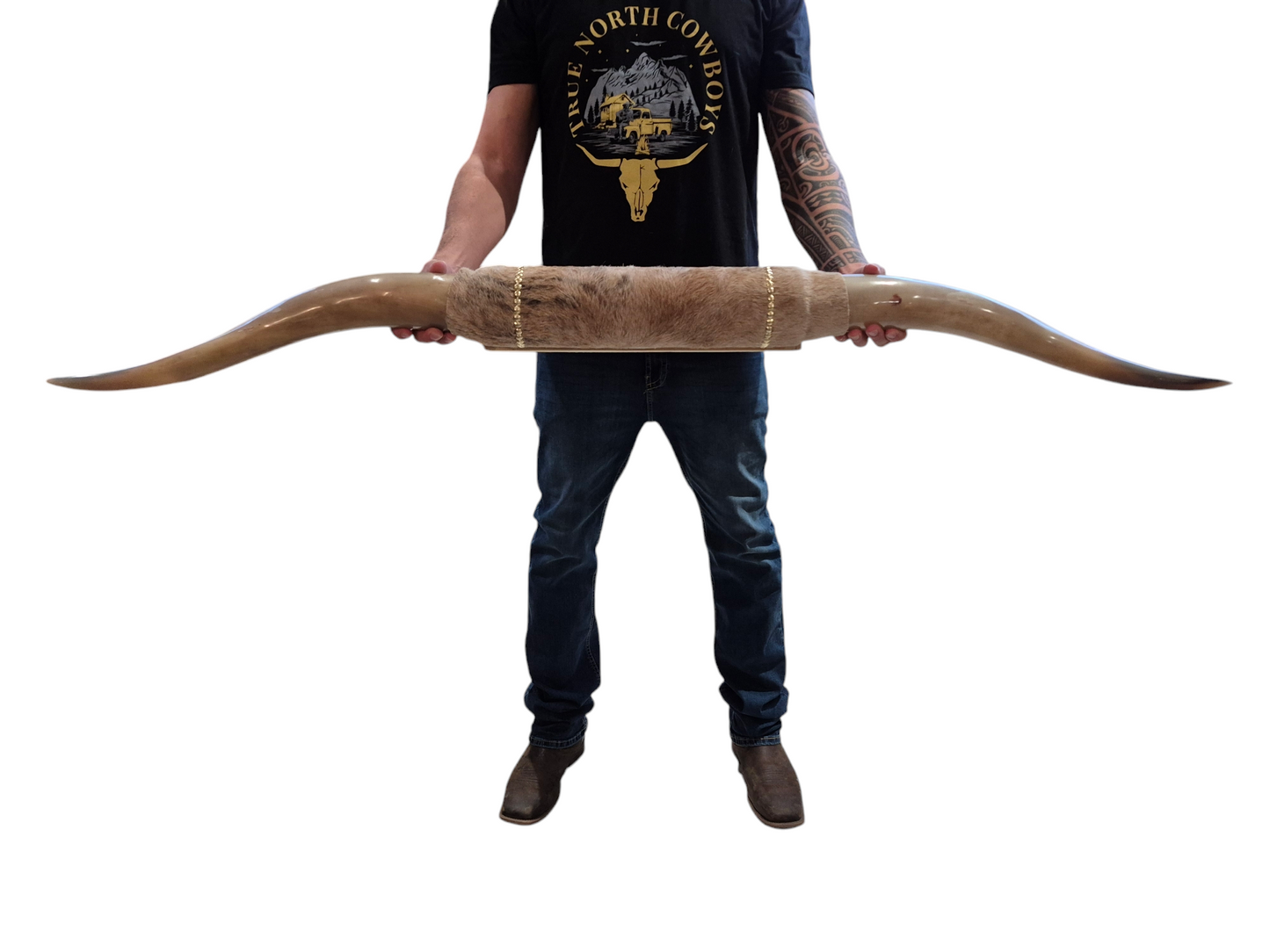 Mounted  Horns - Texas Longhorn (4'8") C#29