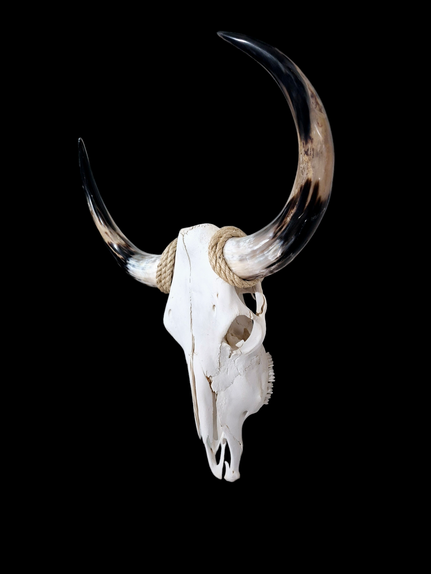 Cow Skull Texas Longhorn (2') A#40