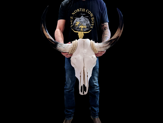 Cow Skull Texas Longhorn (2') A#40