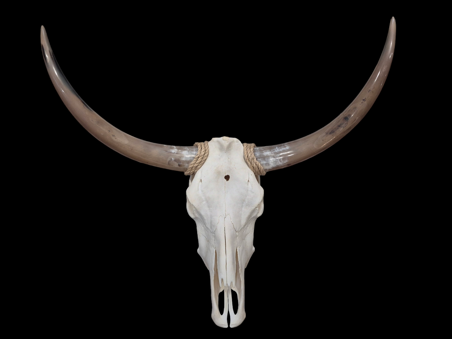 Cow Skull Texas Longhorn (2'10") A#69