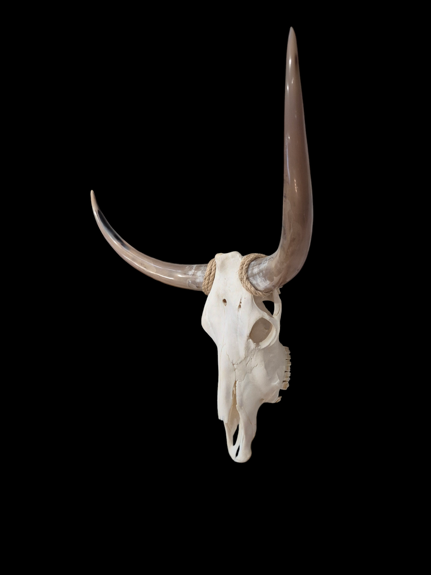 Cow Skull Texas Longhorn (2'10") A#69