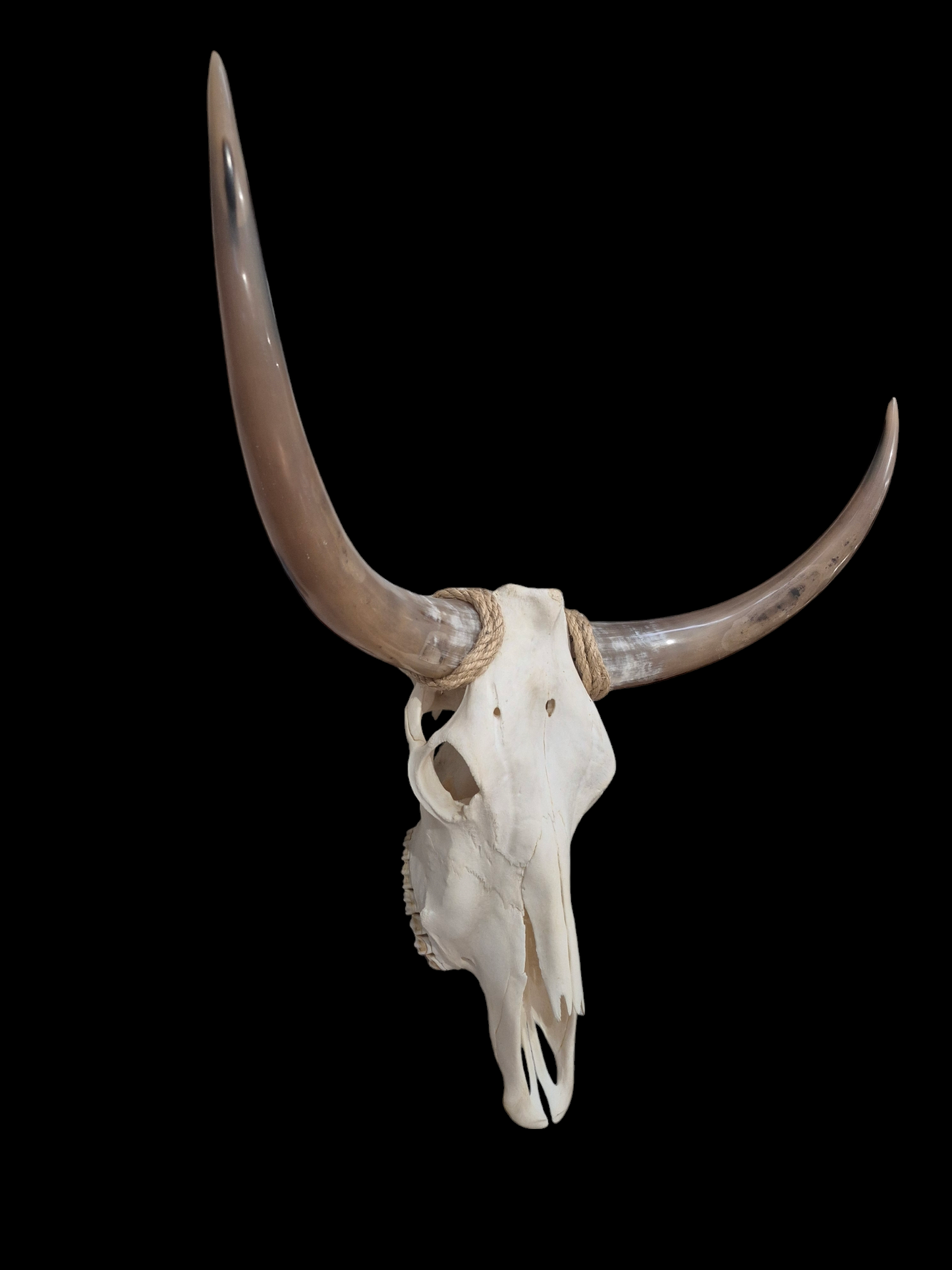 Cow Skull Texas Longhorn (2'10") A#69