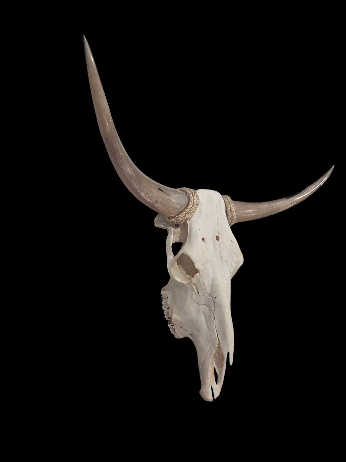 Cow Skull Texas Longhorn (3'1") A#71