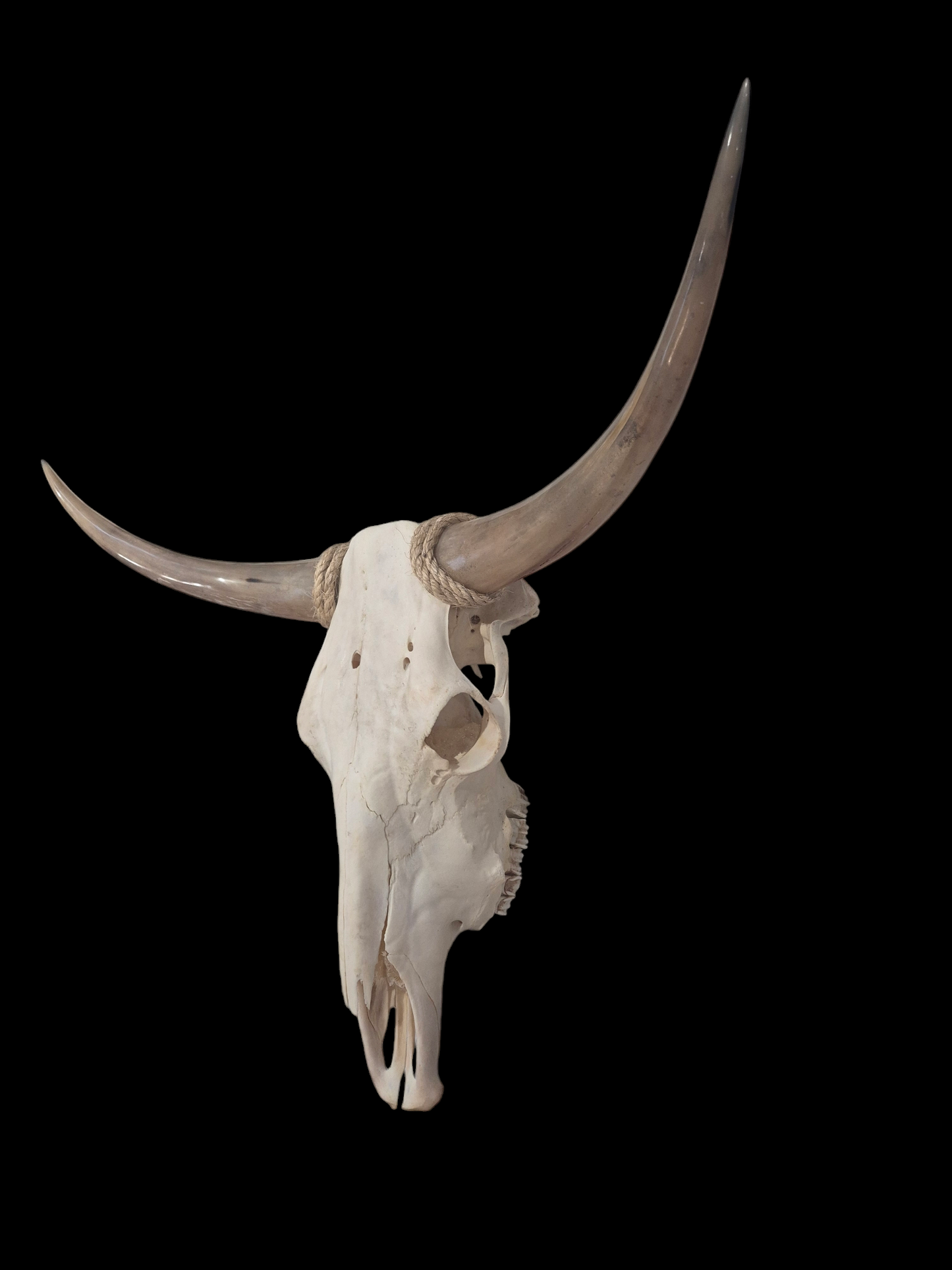 Cow Skull Texas Longhorn (3'1") A#71