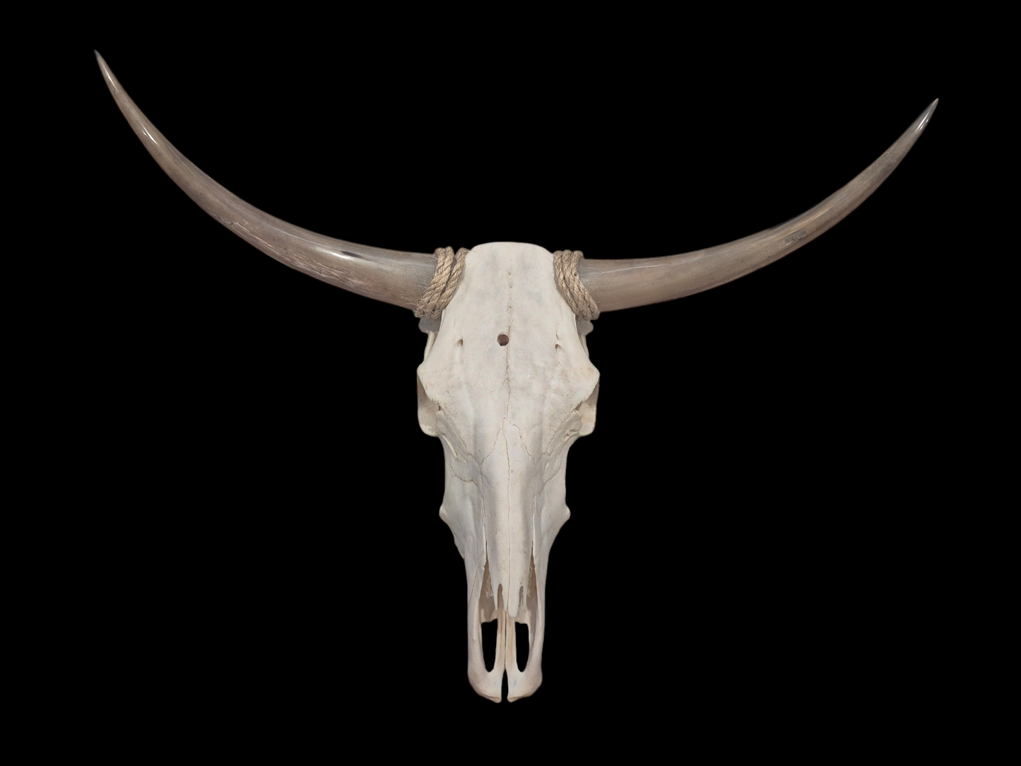 Cow Skull Texas Longhorn (3'1") A#71