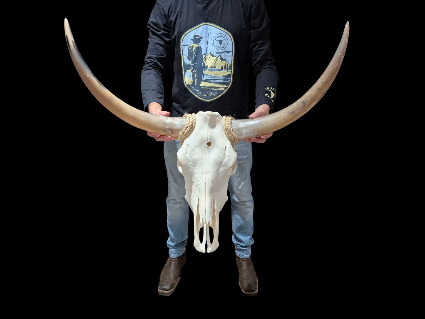 Cow Skull Texas Longhorn (2'10") A#69