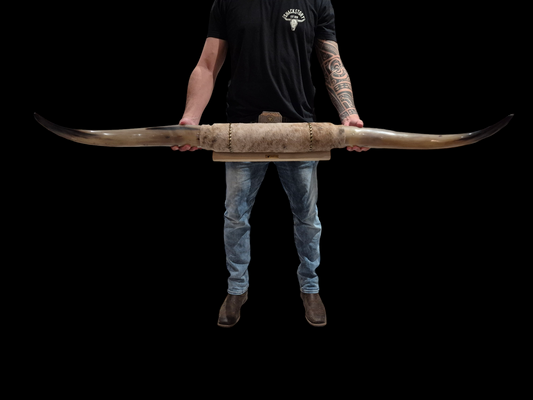 Mounted  Horns - Texas Longhorn (4'4") C#44