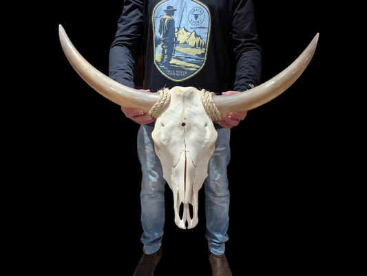 Cow Skull Texas Longhorn (2'8") A#74